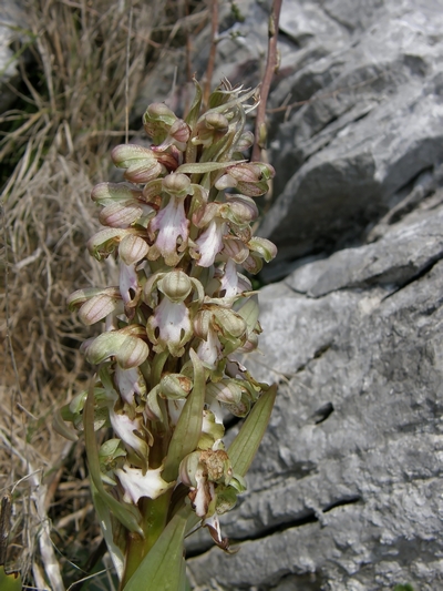 Barlia robertiana in Valdelsa